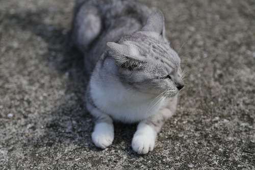 椿大堂の猫2