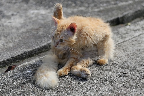 椿大堂の猫4