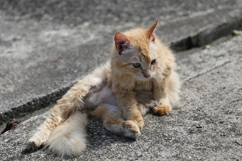 椿大堂の猫3