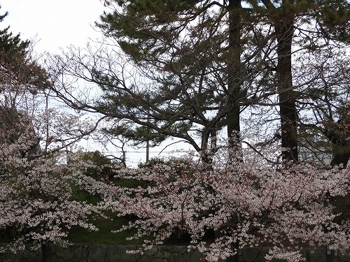桜15