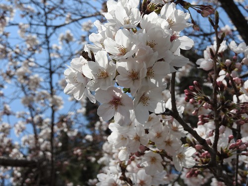 桜6