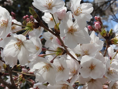 桜7