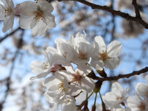 桜8