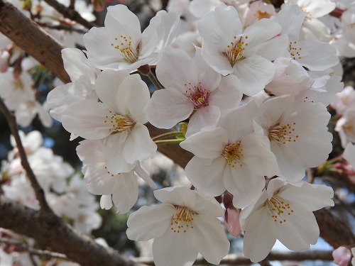 桜9