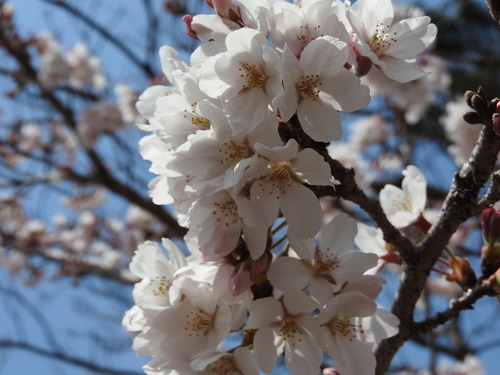 桜10