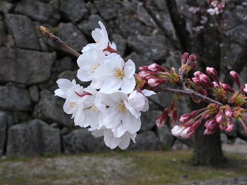 桜5