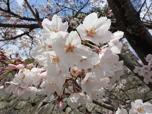 桜13