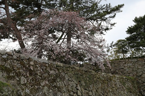 桜1