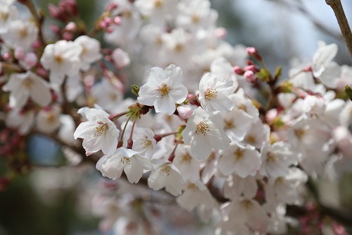 桜2