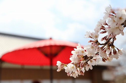 桜3