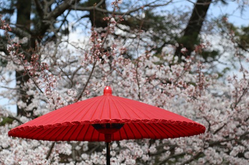 桜4