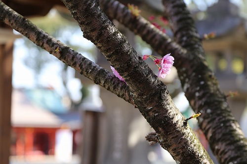 八坂神社18