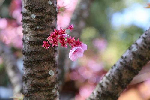 八坂神社17