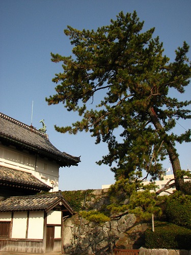 鯱の門25