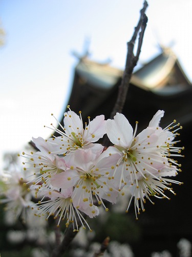 龍造寺八幡宮12