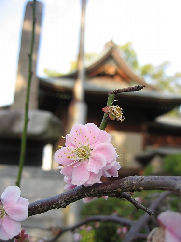 龍造寺八幡宮14