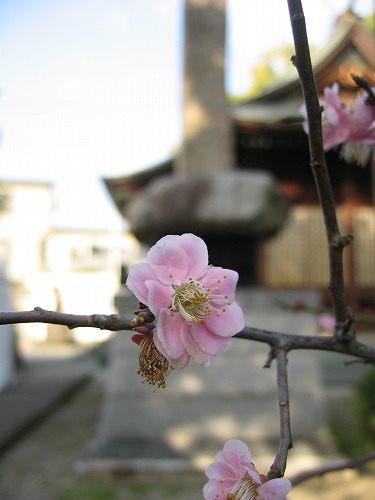 龍造寺八幡宮15