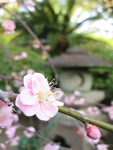龍造寺八幡宮16