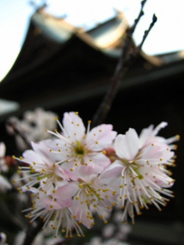 龍造寺八幡宮17