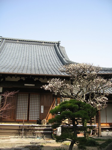 妙念寺8