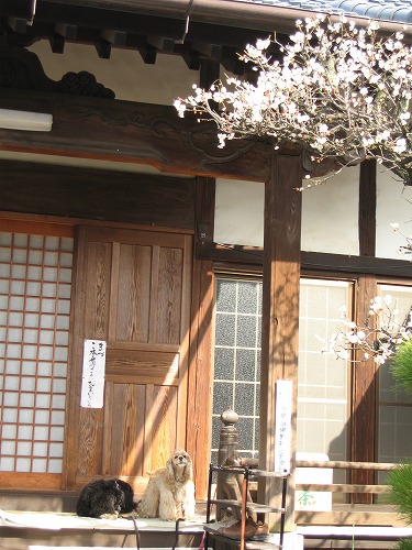 妙念寺11