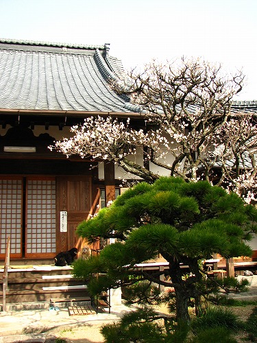 妙念寺14