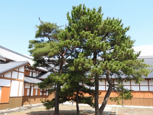 佐賀城6