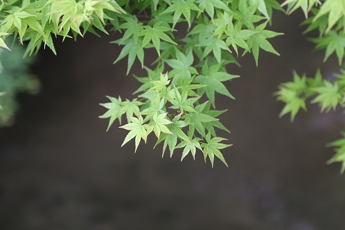 松原川15