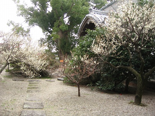 高伝寺10