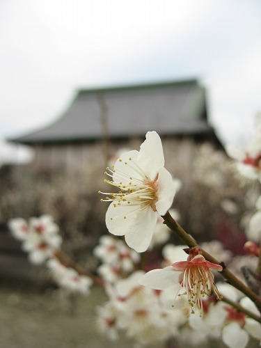 高伝寺9
