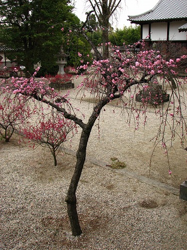 高伝寺23