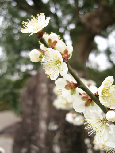高伝寺の梅9