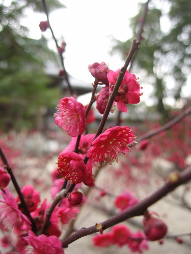 高伝寺の梅18