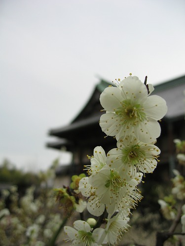 高伝寺の梅10