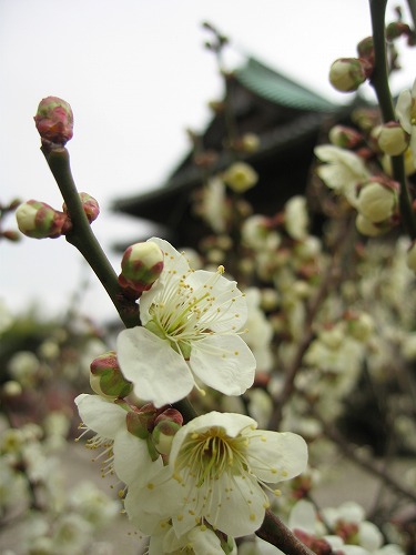 高伝寺の梅11