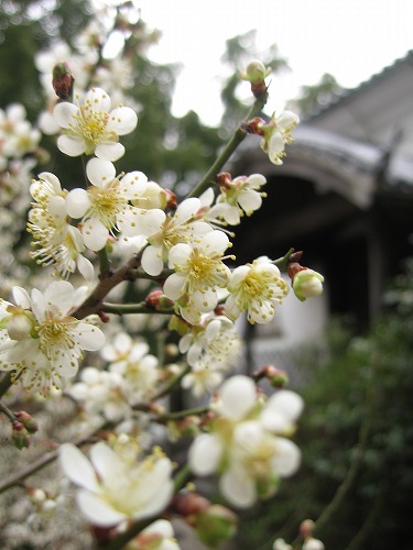 高伝寺の梅12