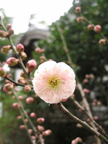 高伝寺の梅20