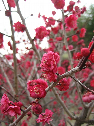 高伝寺の梅4