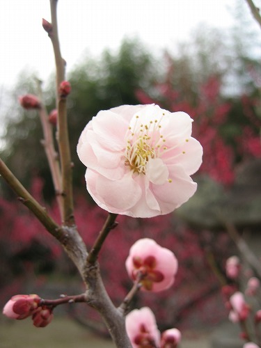 高伝寺の梅5