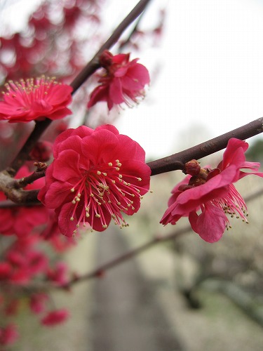 高伝寺の梅19