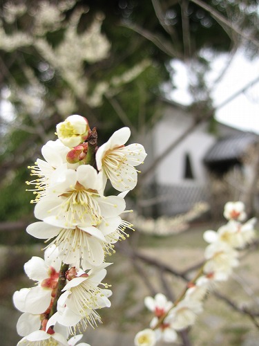 高伝寺の梅3