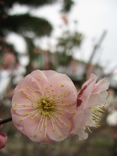 高伝寺の梅21