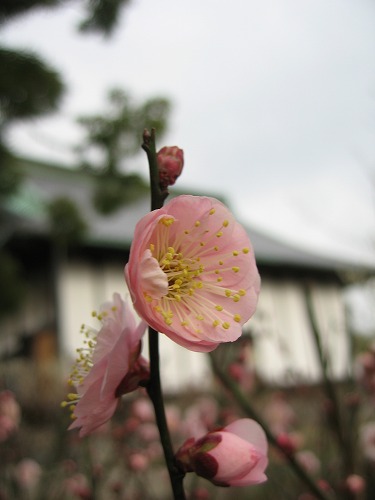 高伝寺の梅22