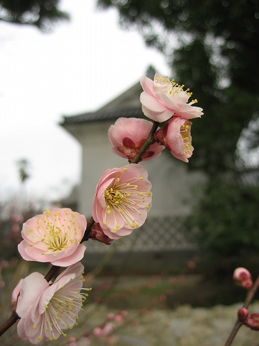 高伝寺の梅23