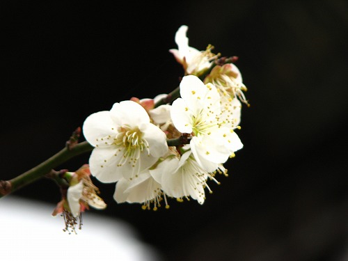 高伝寺の梅2