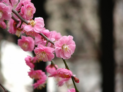 高伝寺の梅7