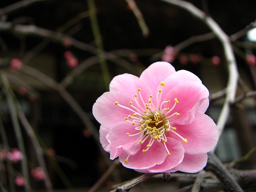 高伝寺の梅8