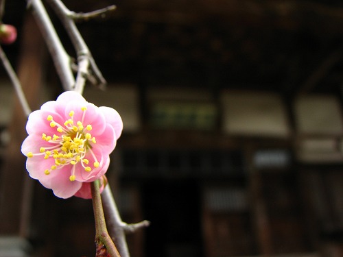 高伝寺の梅1