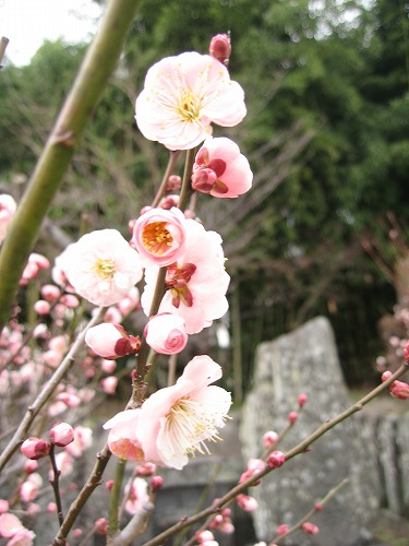 高伝寺墓所12