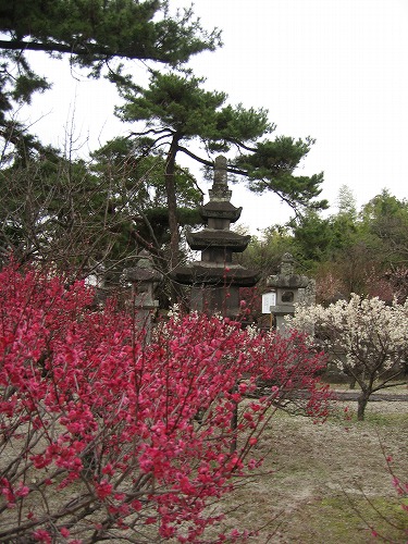 高伝寺墓所9